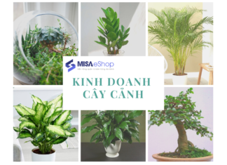 Làm thế nào để bắt đầu kinh doanh cây cảnh?