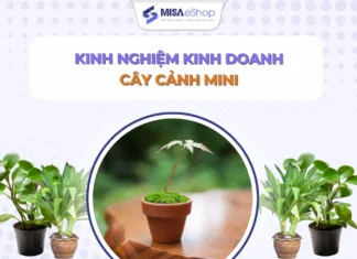 Kinh nghiệm kinh doanh cây cảnh mini cho người mới bắt đầu Kinh doanh cây cảnh mini