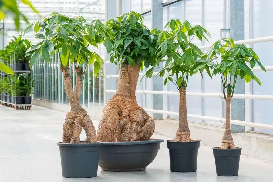 Trồng cây hợp mệnh để xin vía buôn may bán đắt