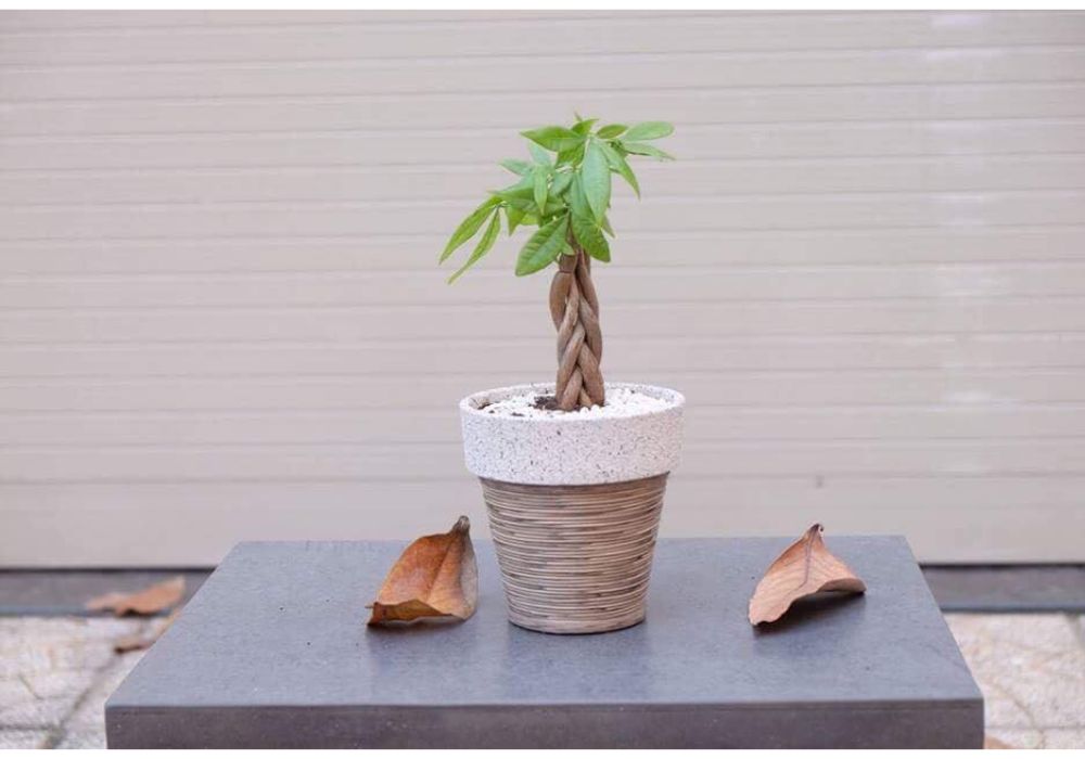 bán cây cảnh mini