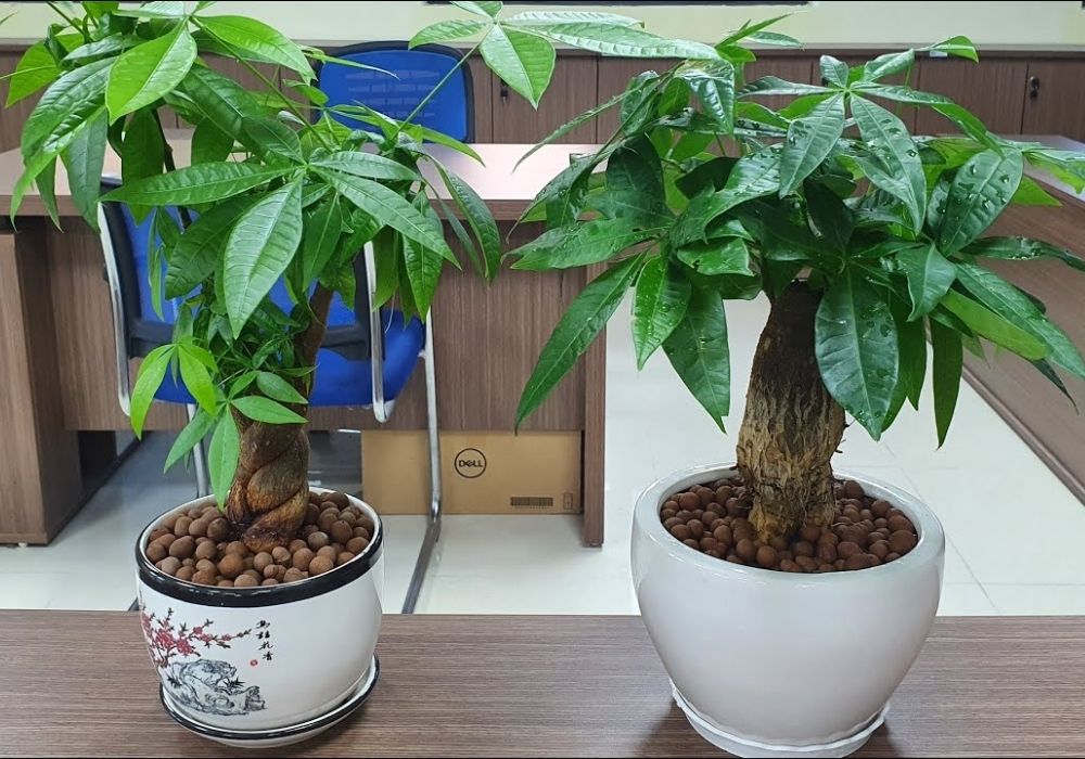 cây phong thủy cầu tài lộc
