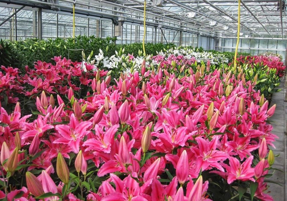 Nhập hoa kinh doanh tại nhà vườn