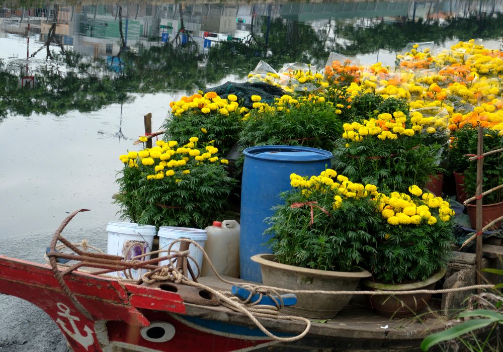 kinh doanh hoa ngày tết