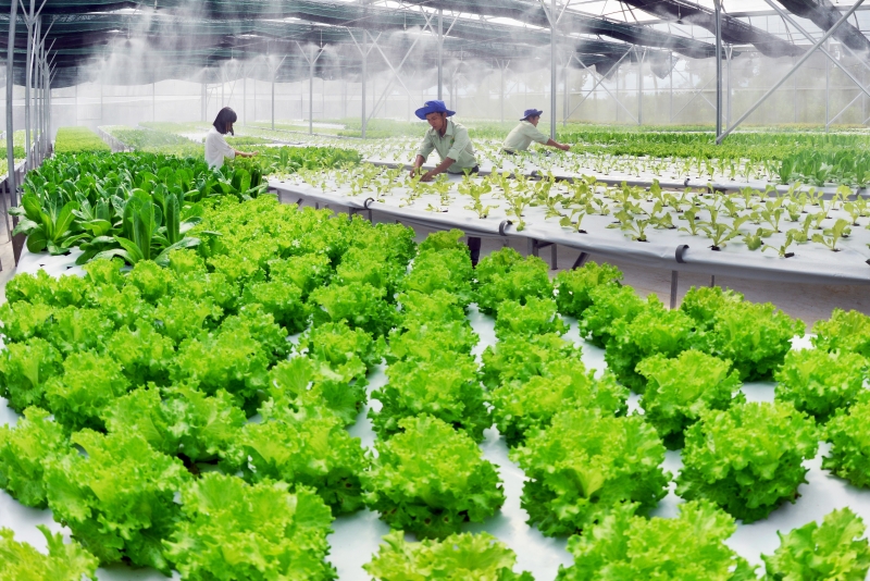 mô hình kinh doanh rau sạch