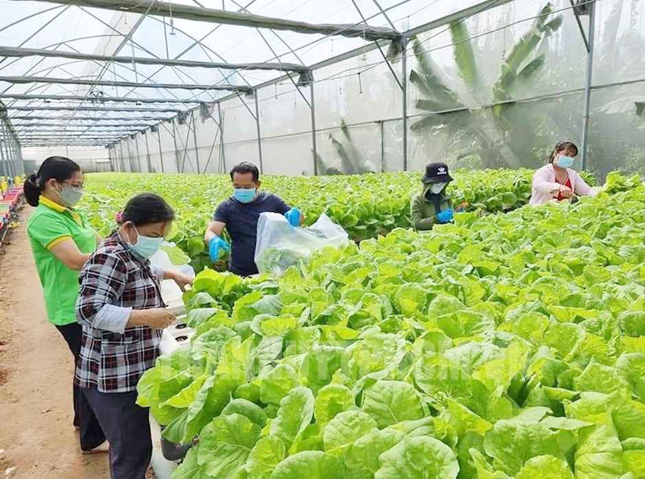 mô hình kinh doanh rau sạch